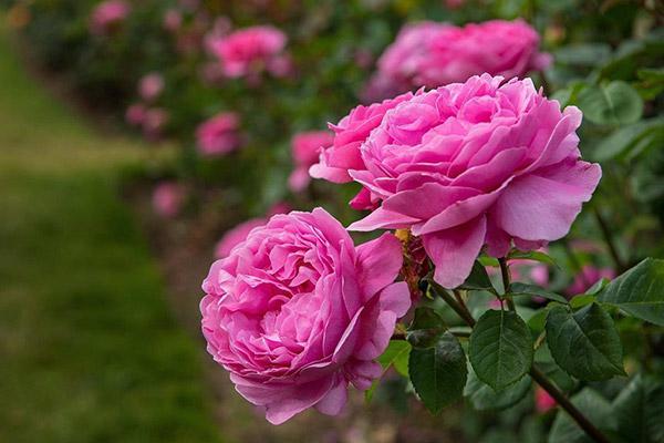 تغییر الگوی کشت برای کاهش خطر سرمازدگی تغییر الگوی کشت برای کاهش خطر سرمازدگی