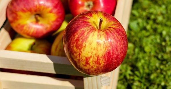 آیا خوردن سیب باعث کاهش وزن می گردد؟ خواص سیب و تاثیرات آن
